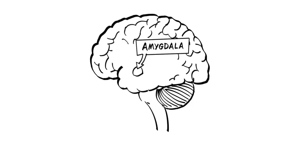 amygdala